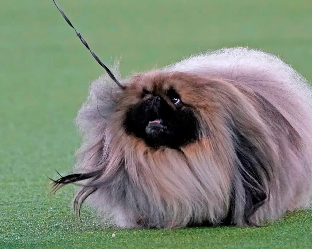 Best in Show ! What Breed is your Dog ?