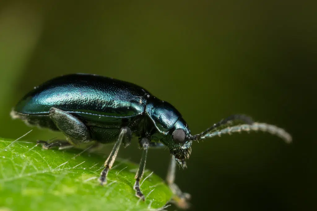 What is your least favorite Summer Insect ?