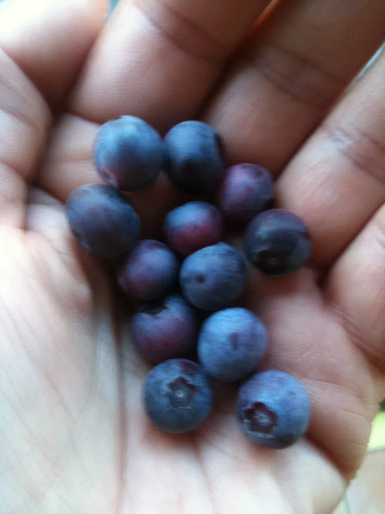 Blueberries .. What to make ?