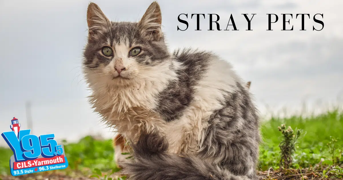 Here's What To Do When You Find A Stray Pet!