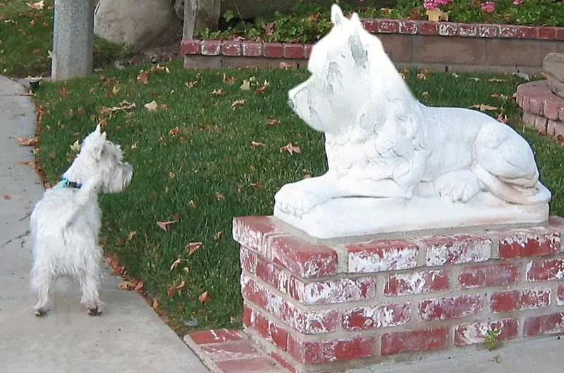 Would You Clone Your Pet ?