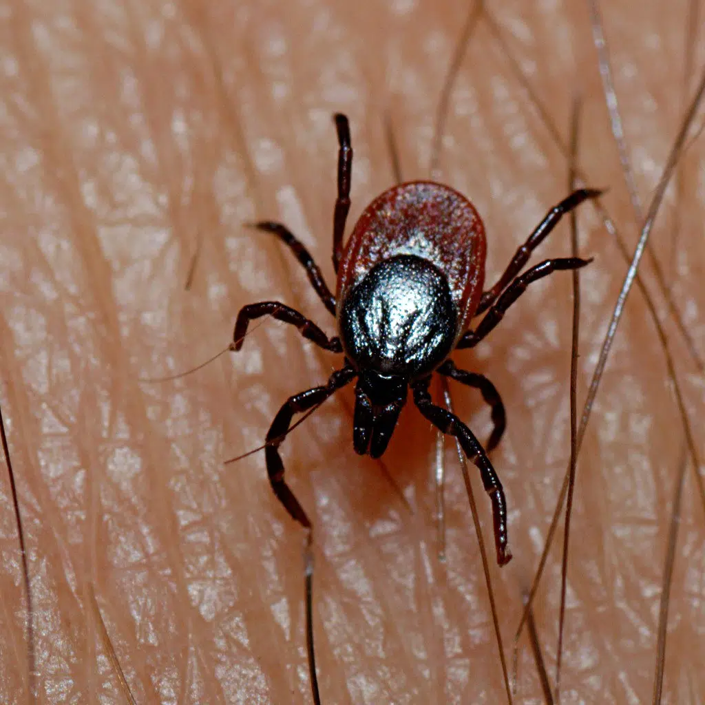 Ticks ! Check your pets and people .