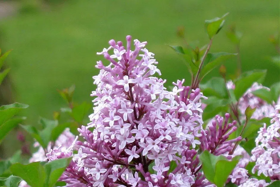 Lilacs are starting to bloom in the Tri Counties . Did you know you can Eat and make drinks with