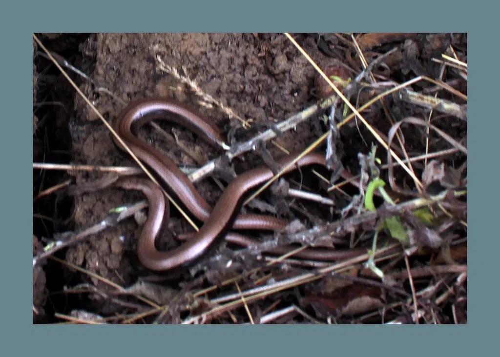 Invasive Species  in Nova Scotia , including  Jumping Worms . Check It Out !