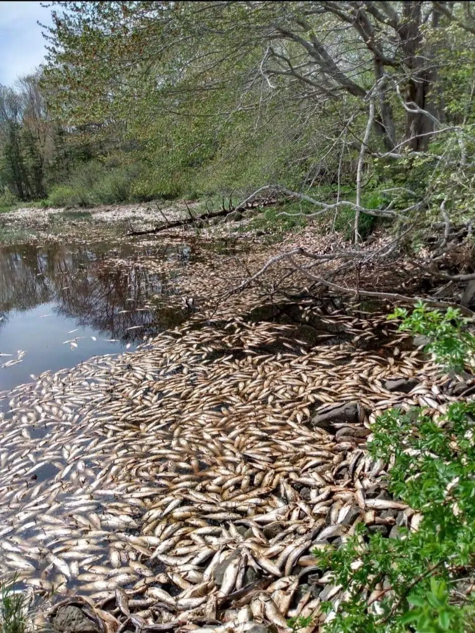 DFO/NS Power Respond To Dead Gaspereau On Tusket River