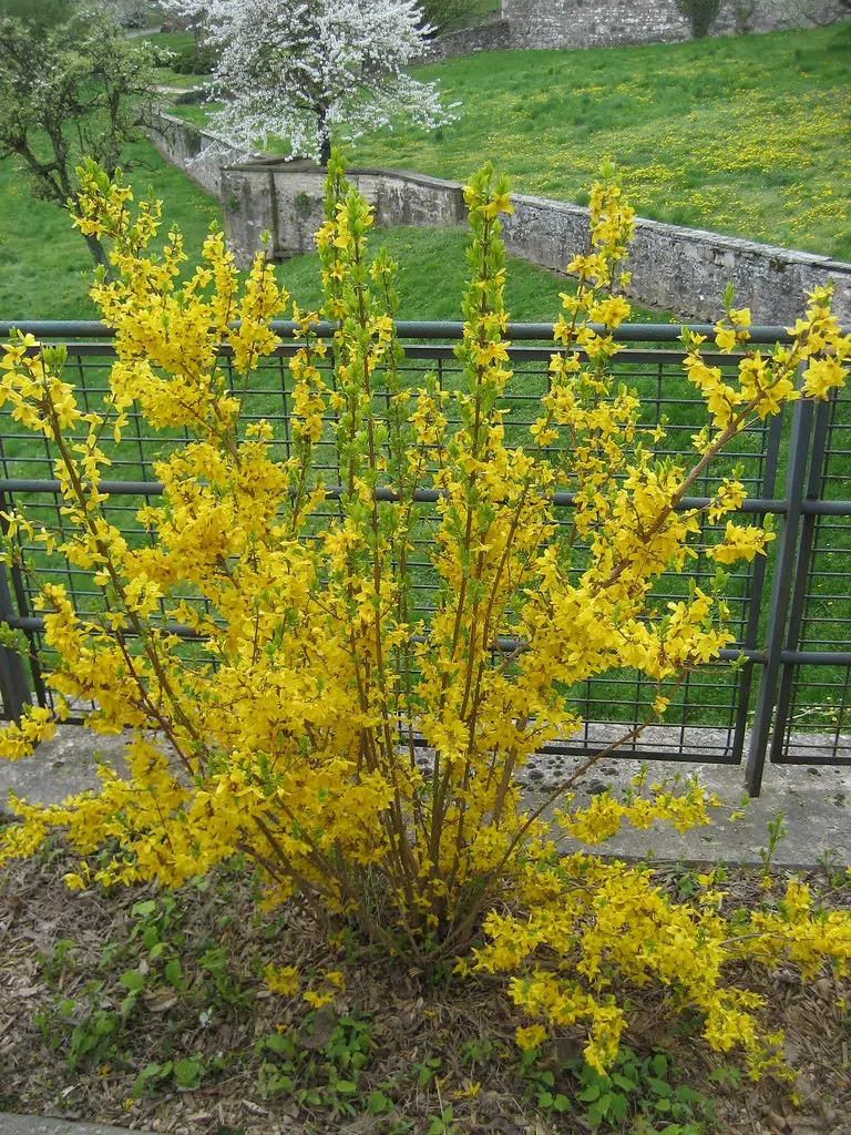 Forsythia are one of the first noticeable plants this time of year . Check my blog to see that they are and how to grow & care for them . Do you have any on your property ?