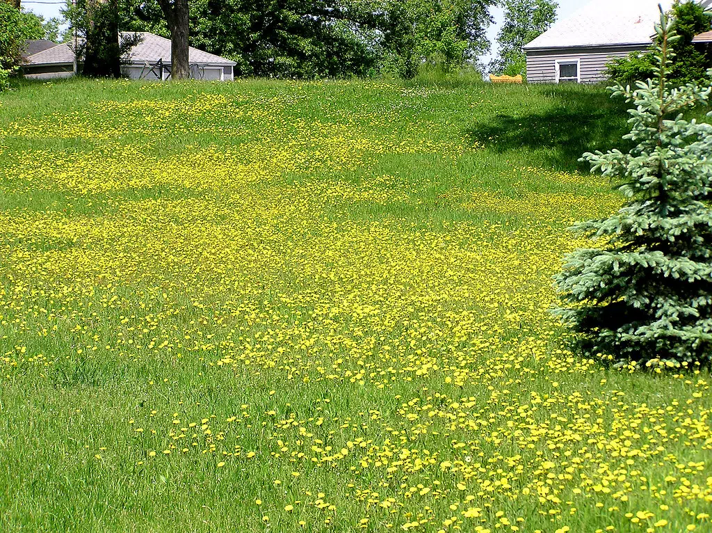 Dandelions ! Do they Dot Your lawn ?