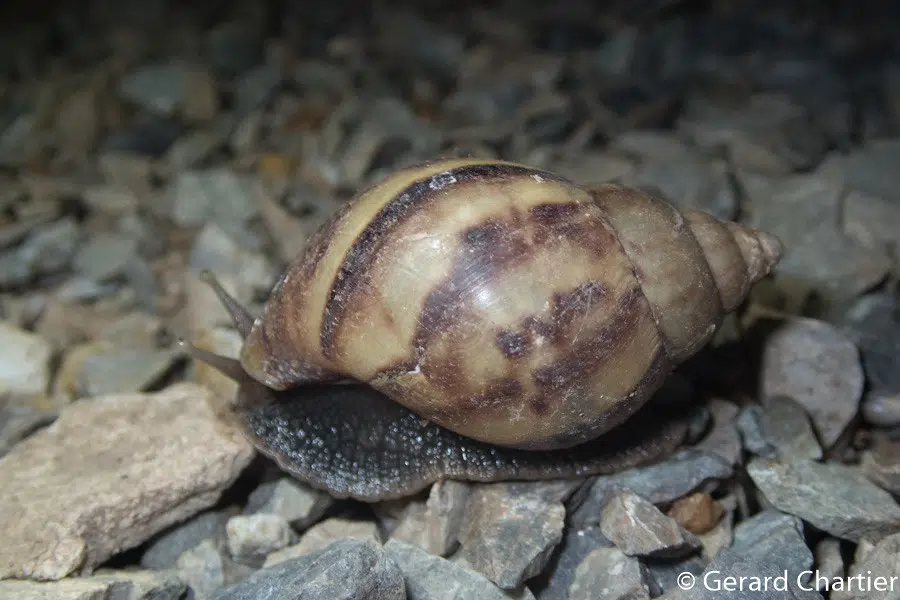 Giant Snails! "One of the most invasive pests on the planet"