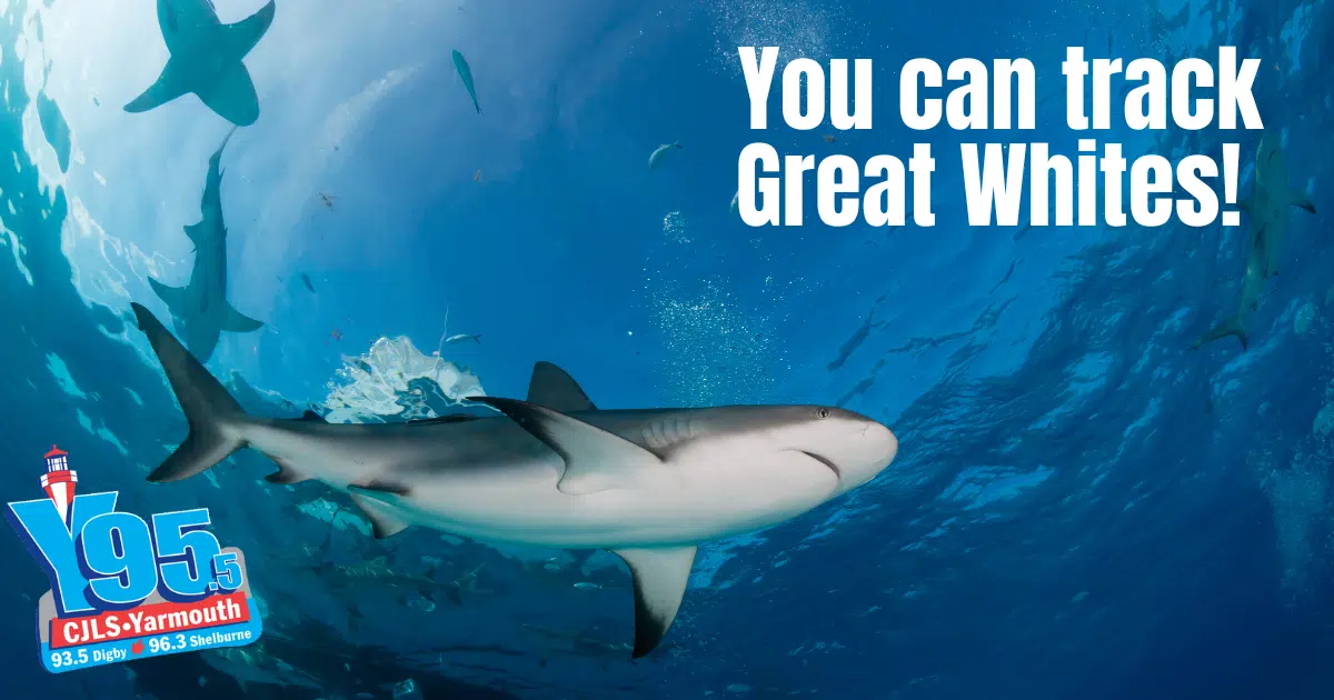 Nova Scotia Great Whites! Check Out This Online Tracker!
