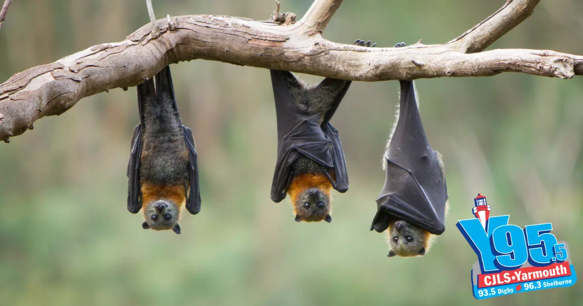 Bats In Nova Scotia! Have You Seen Any This Summer!