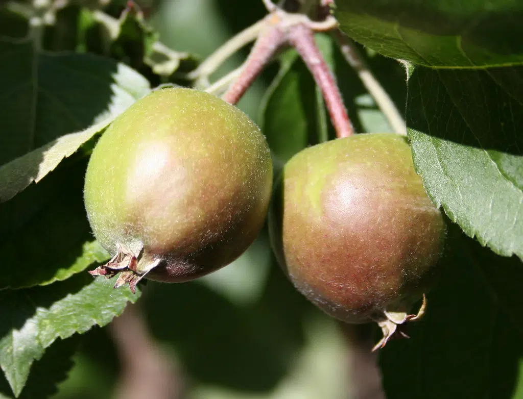 Fresh Apples have popped up around the Tri -Counties . What is your favorite Early Apple ?