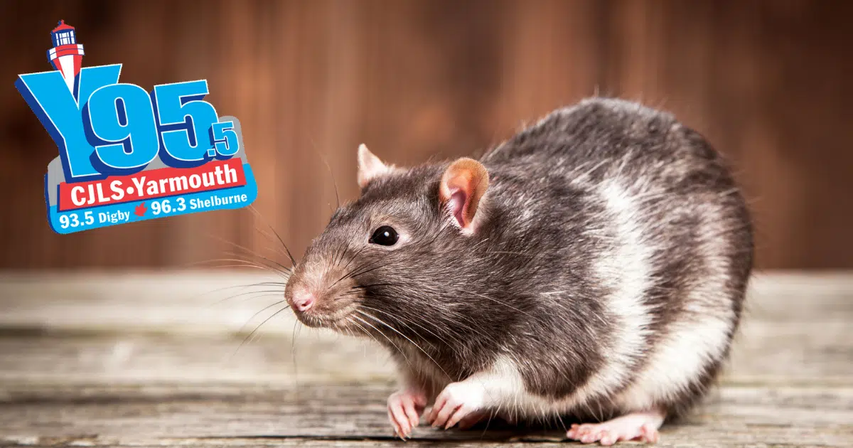 Looks Like Yarmouth Has Some Rats! See Where It Ranks Here!