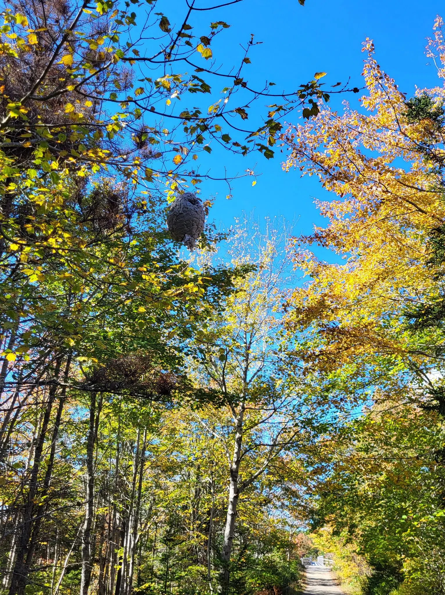 Weather Lore ! Any High Nest's in your area ?