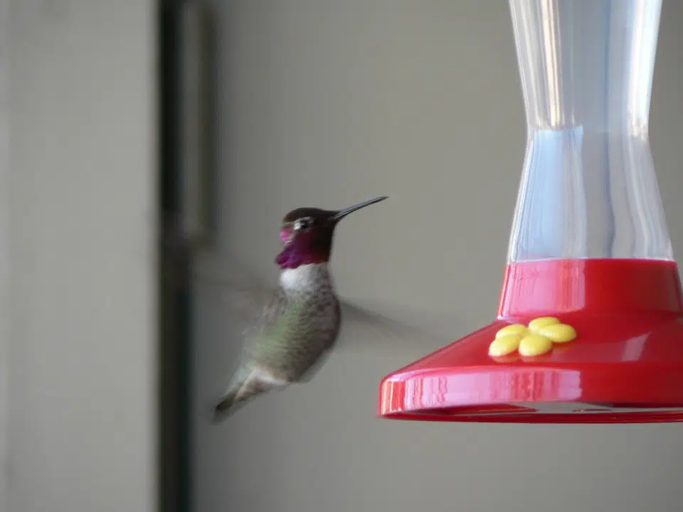 The Hummingbirds Are Coming ! Do You Feed Them ?