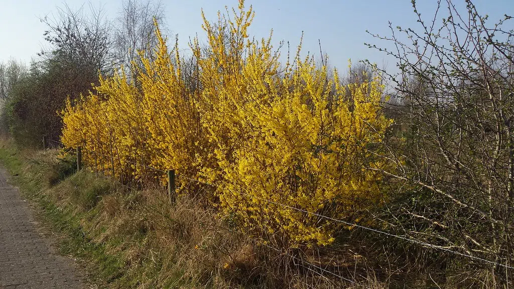 Forsythia are one of the first noticeable plants this time of year . Check my blog to read more on how to grow & care for them .  Do you have any on your property ?