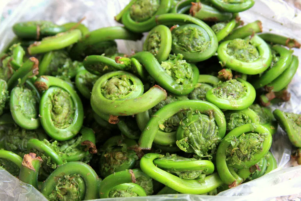 Fiddleheads. All you need to know. Like em , Yay ? or Nay ?