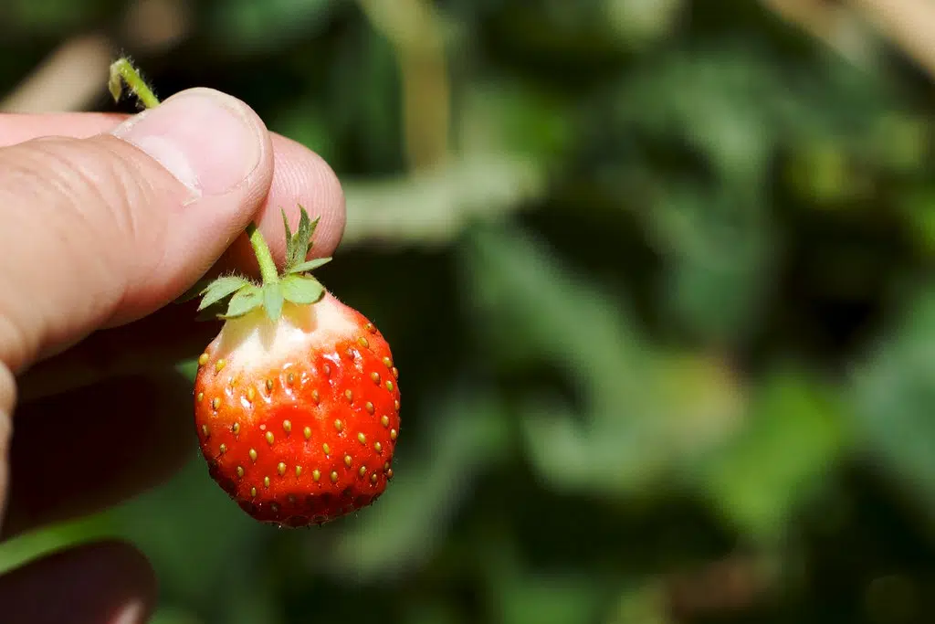 Strawberries will be here Soon !  Check out this info .