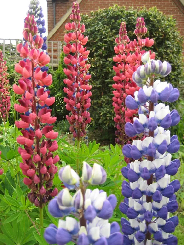 All you need to know about Lupins and more  ! Colorful  and Plentiful . What color is your favorite ?