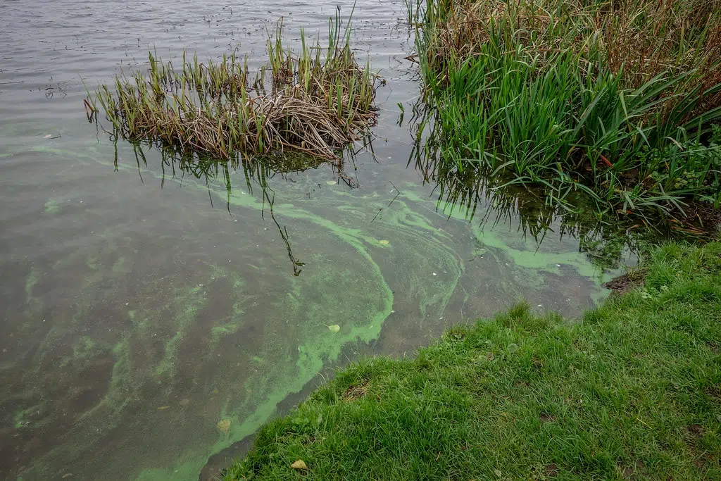 Beware The Blue-Green Algae- Here Are Some Lakes To Avoid