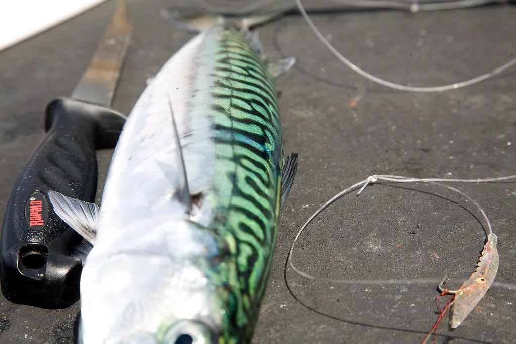 Mackerel Fun to fish for locally . Do you eat them  ? Is it a Yes or No for you ?