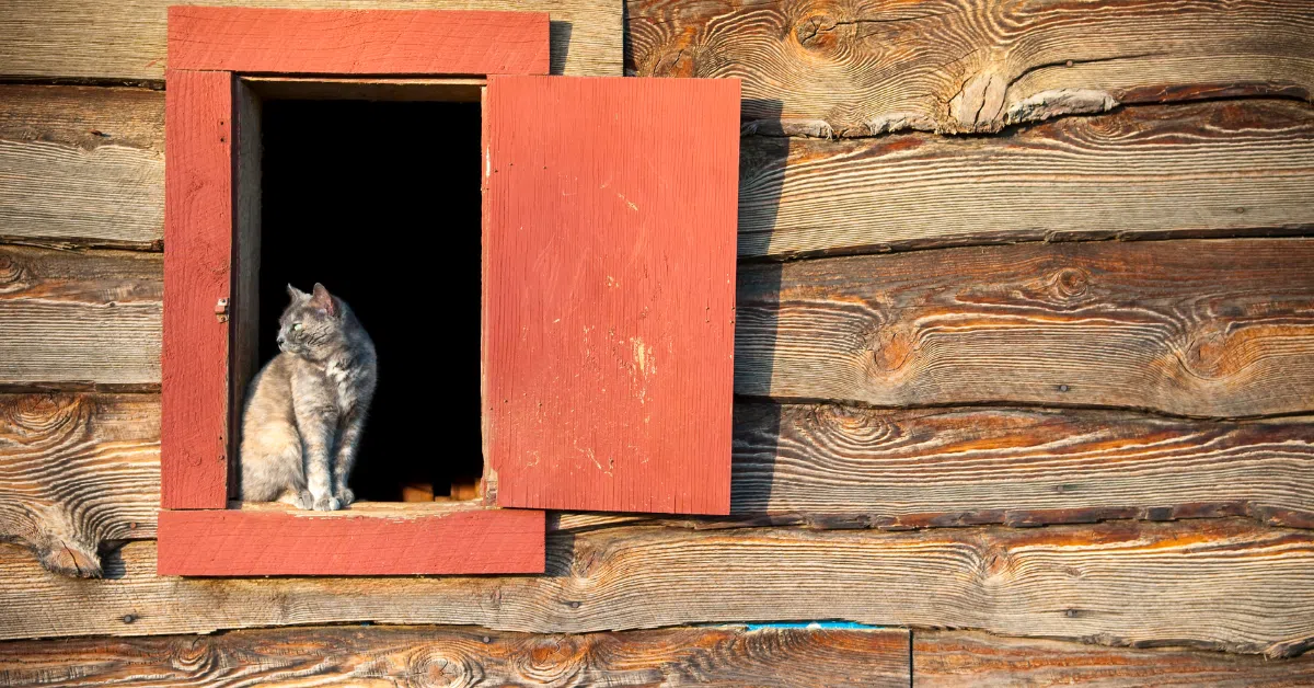 Have You Ever Wanted A Barn Or Shed Cat? Here's How To Get One!