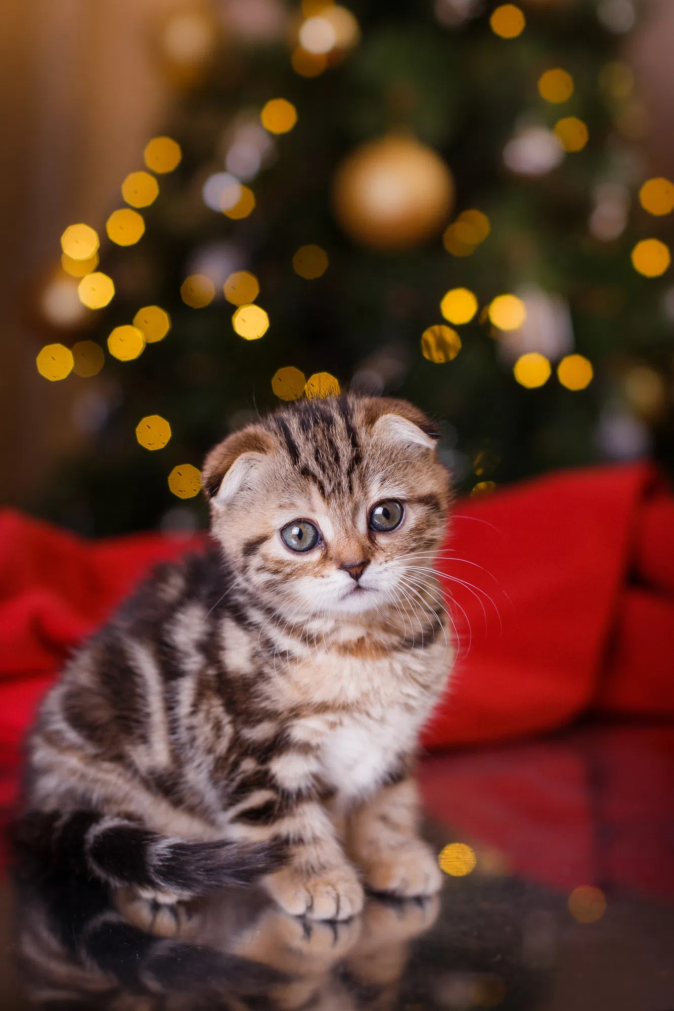 Petvalu Yarmouth Hosting Christmas Events For You and Your Pet