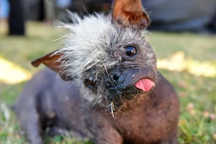 Worlds Ugliest Dog