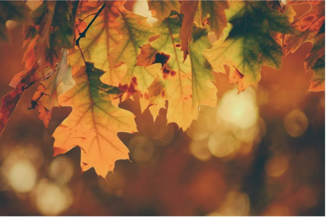 Fall In Love with Fall: A Fall Vibes Playlist