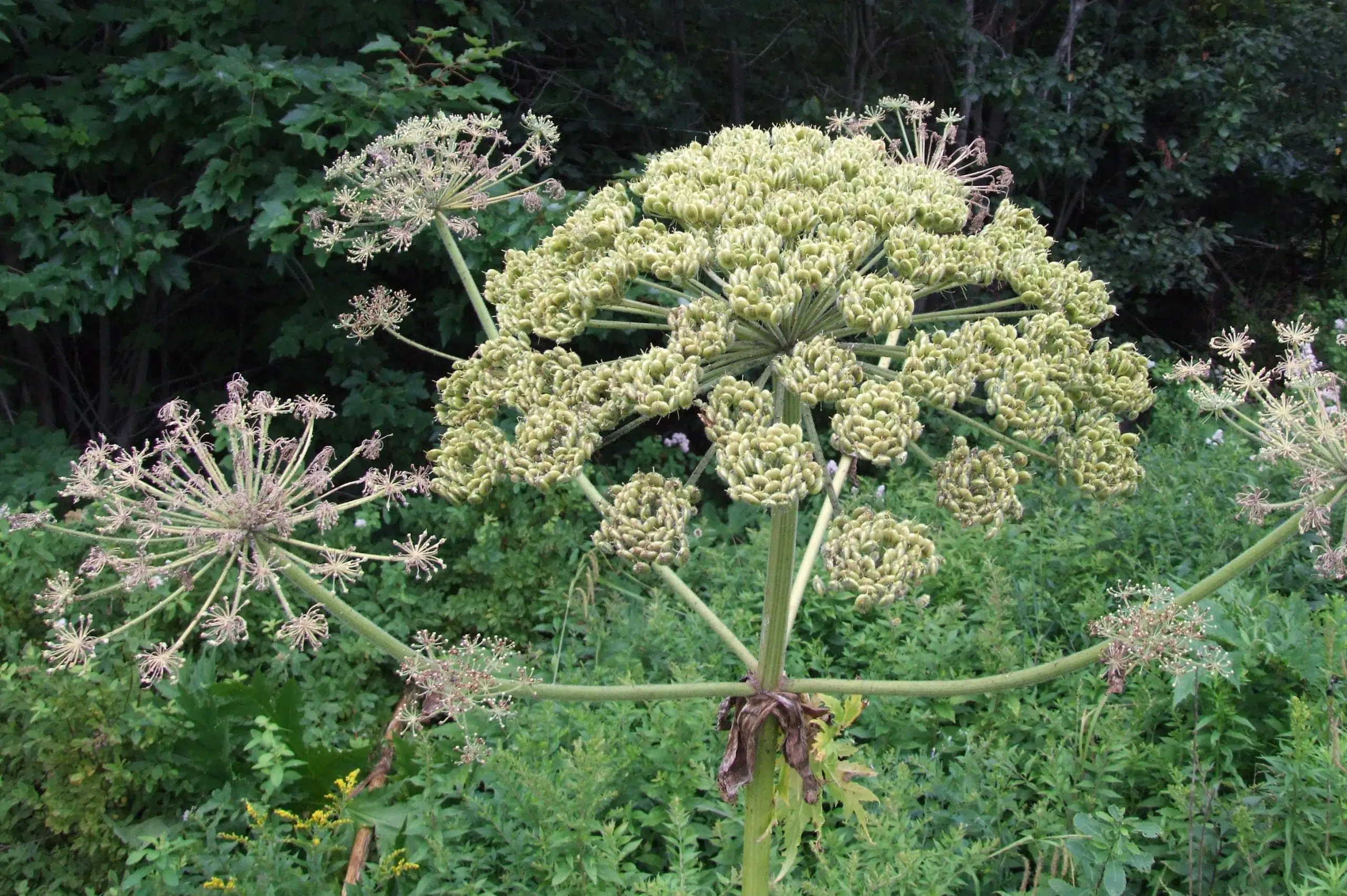 Giant Hogweed Extremely Rare In New Brunswick