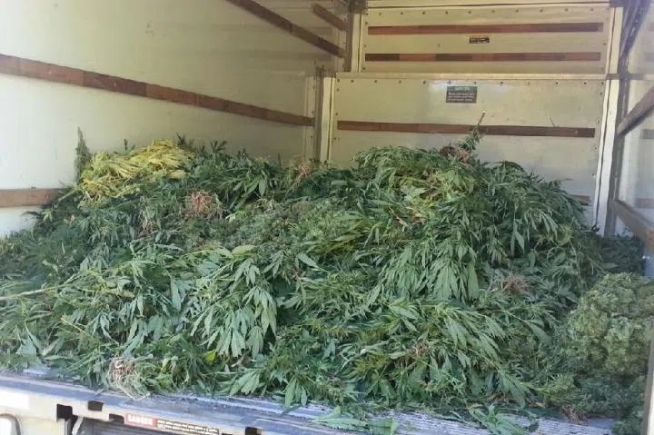 Big Marijuana Haul Near Cap-Pele