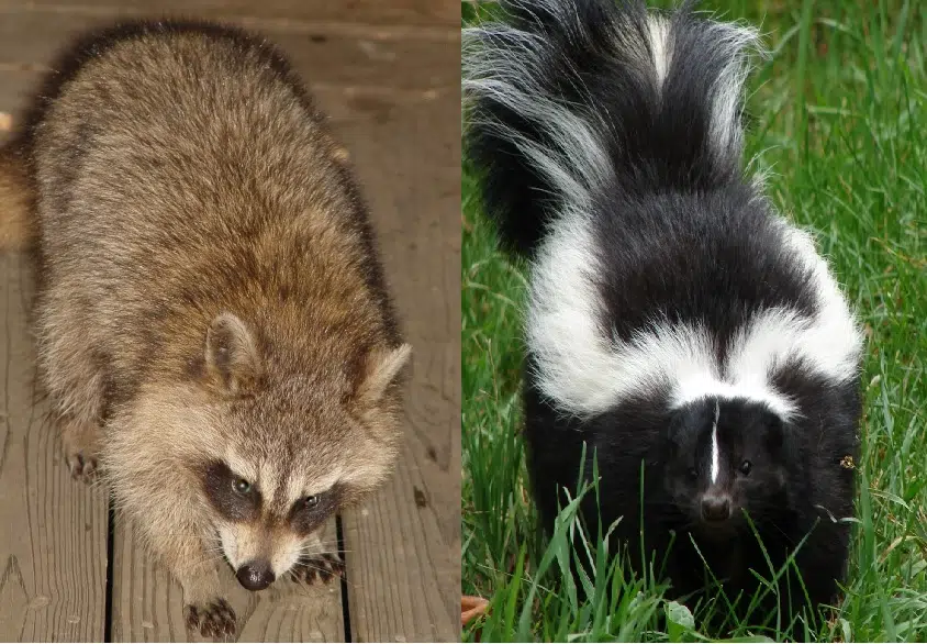 Province Launches Study To Determine Skunk And Raccoon Population