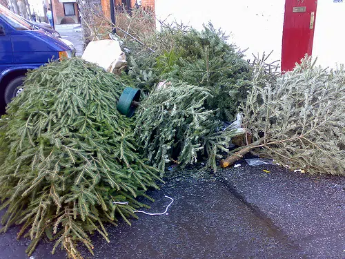 Recycle Your Christmas Tree At Home