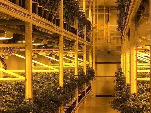 Organigram Trying To Keep Up With "Incredible" Cannabis Demand