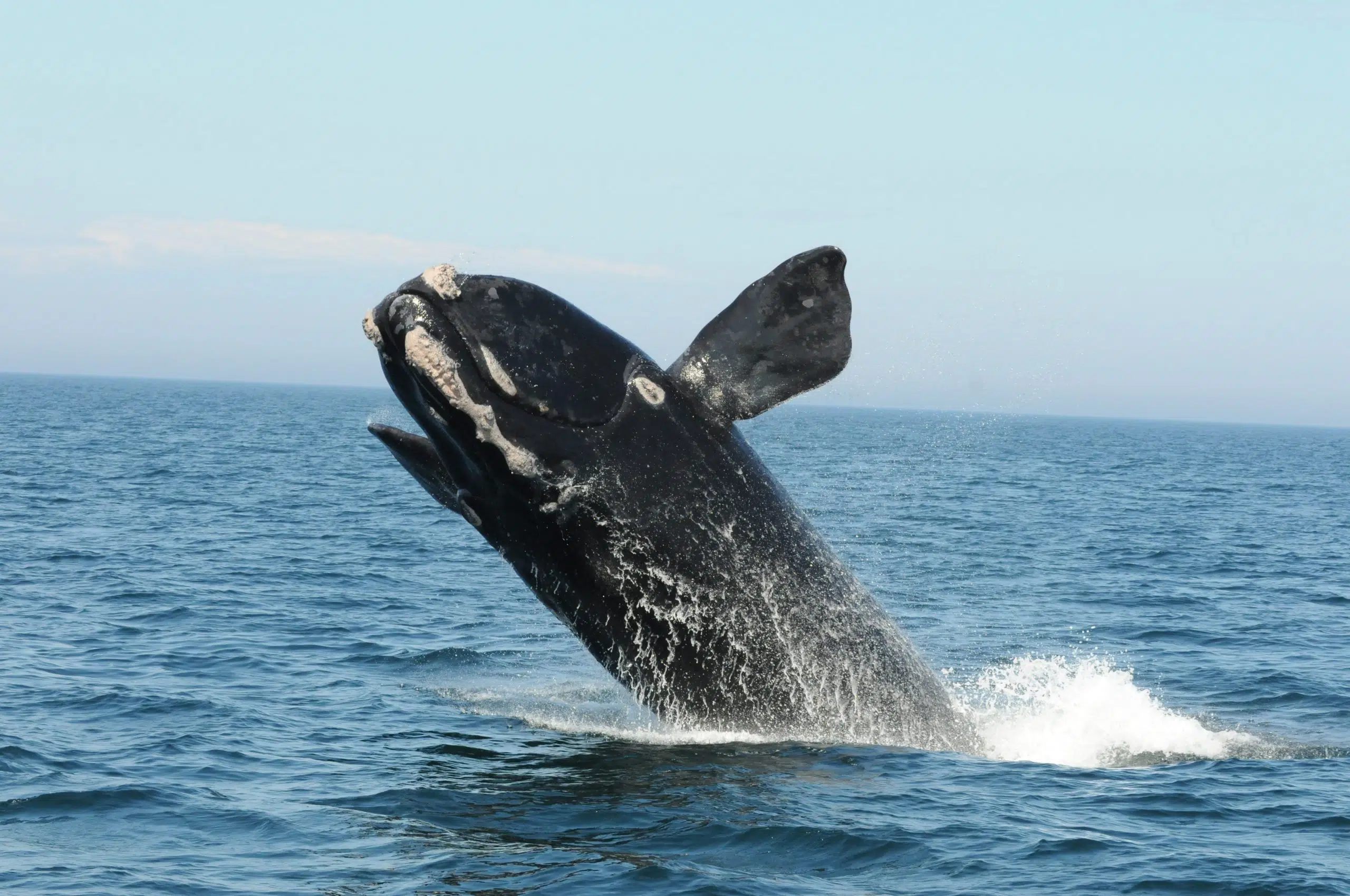 North Atlantic Right Whale Successfully Freed From Entanglement