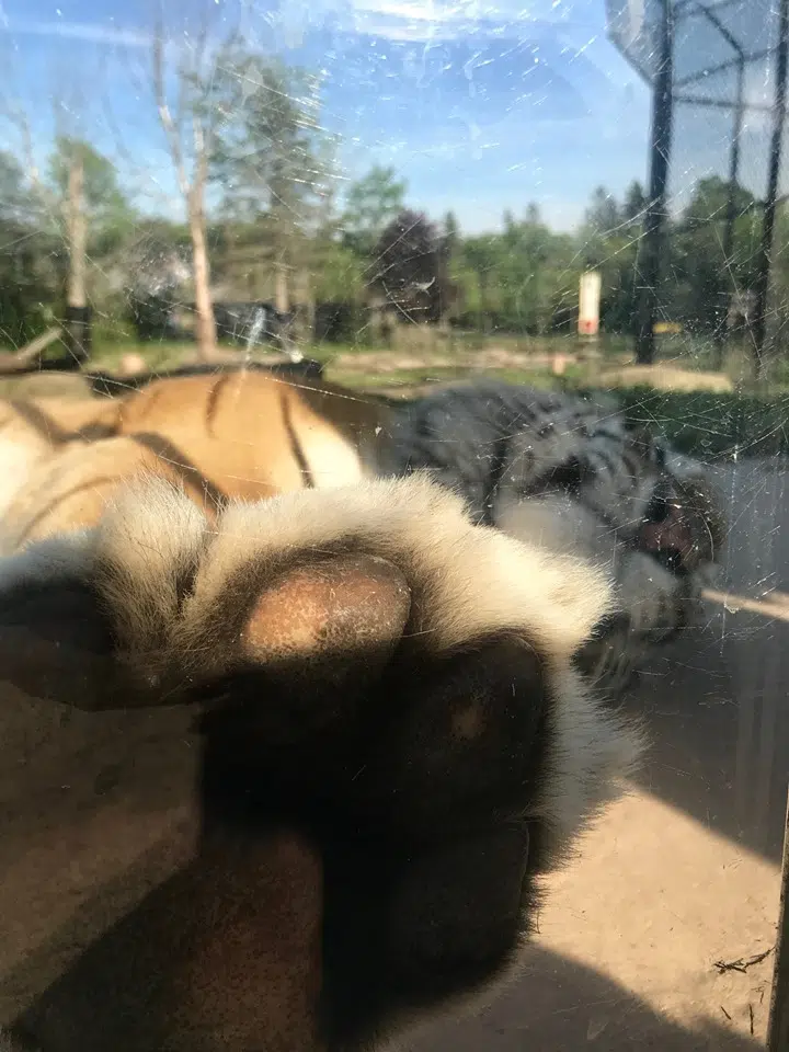 Enjoy Breakfast With The Magnetic Hill Zoo Tigers