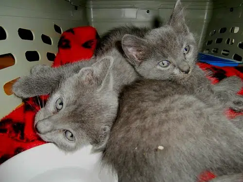 Cats And Kittens At Greater Moncton SPCA Remain Under Quarantine