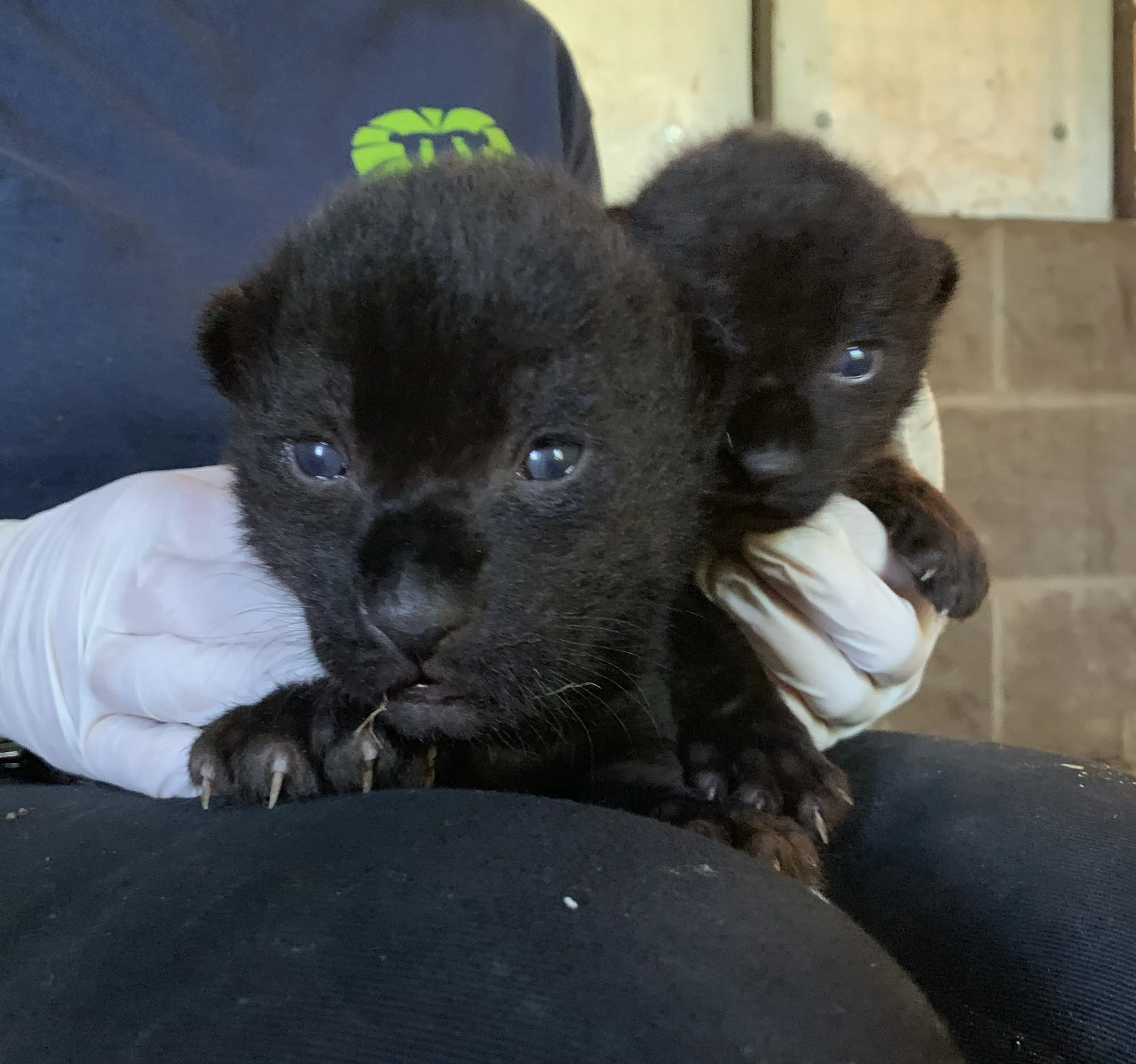 Newborn Jaguar Cubs At Magnetic Hill Zoo