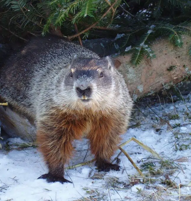 UPDATE: Shubenacadie Sam Sees His Shadow