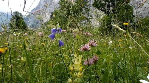 Native Plants To Help Native Wildlife