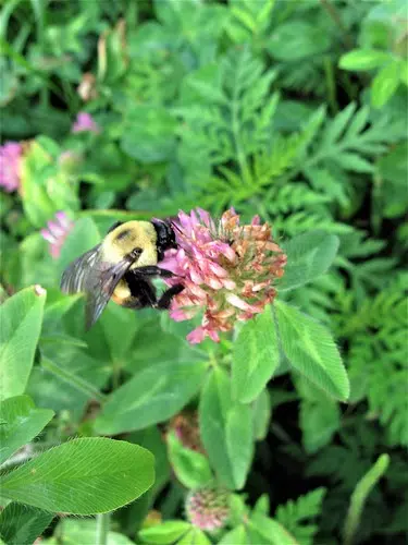 Help The Bees, Give Your Lawn Mower A Break