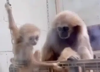 Zoo Prepares To Open, Announces New Baby