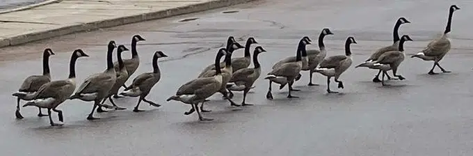 VIDEO: AWI Says Be Patient With Gaggles Of Geese Crossing The Road