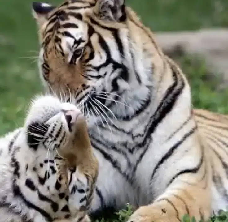 UPDATED: Magnetic Hill Zoo Saddened By Sudden Death Of Tiger