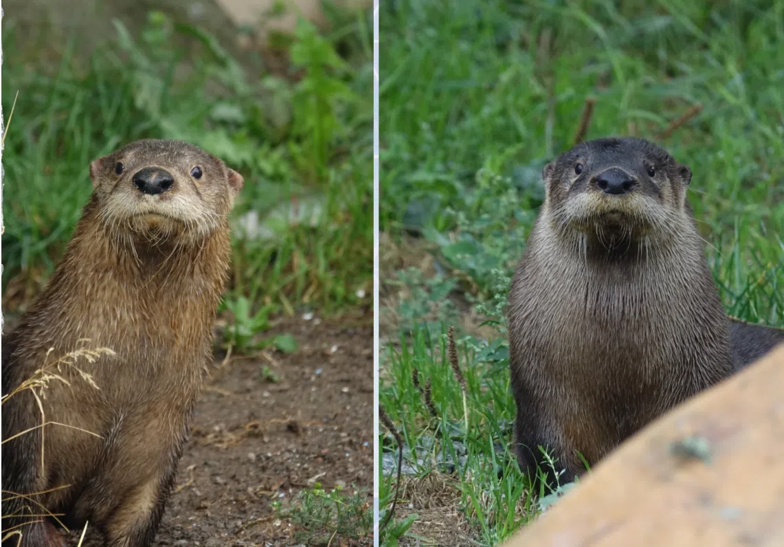 The Winning Otter Names Are......