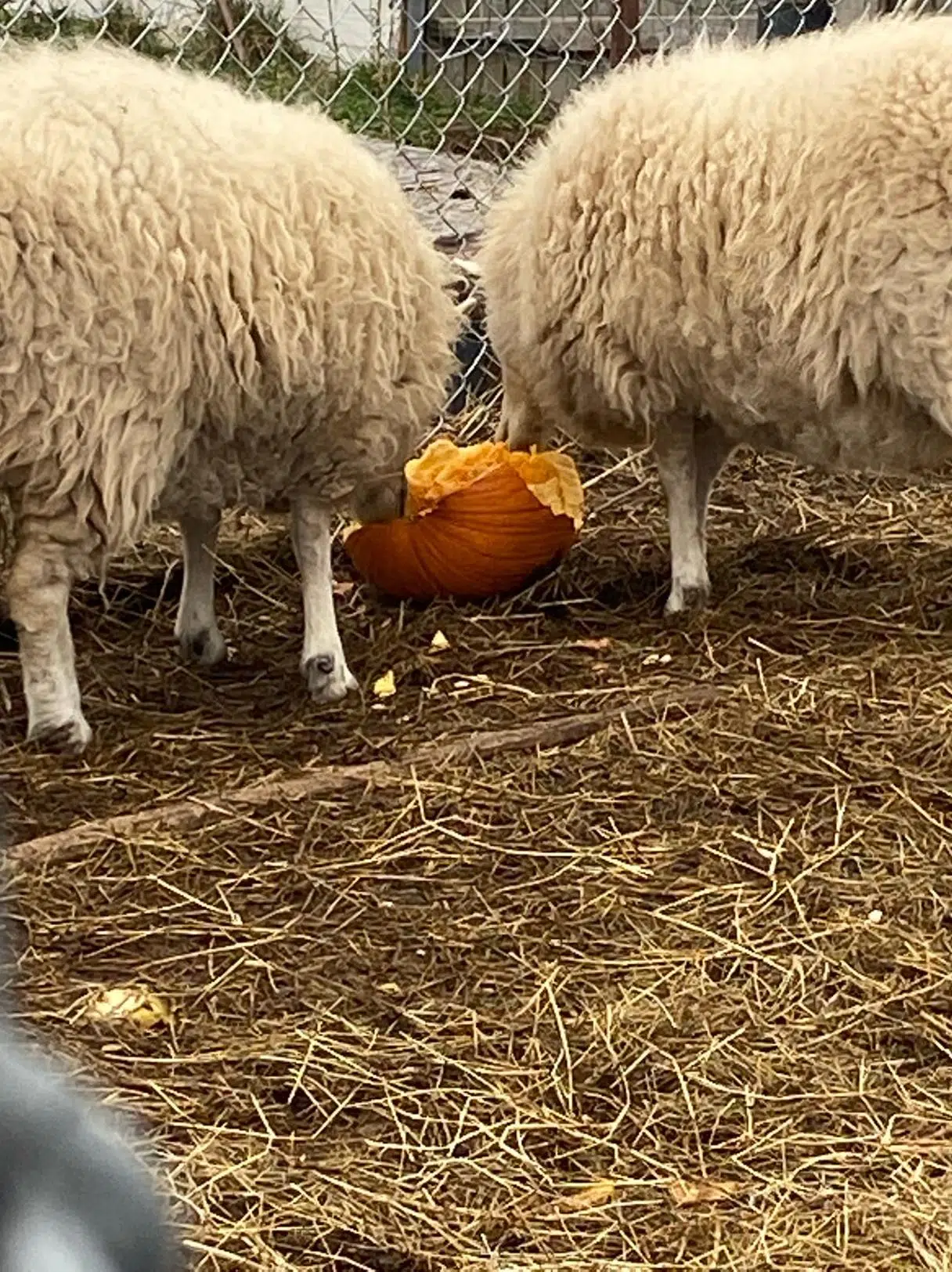 Hundreds Of Pumpkins Donated To Kavanagh Farms