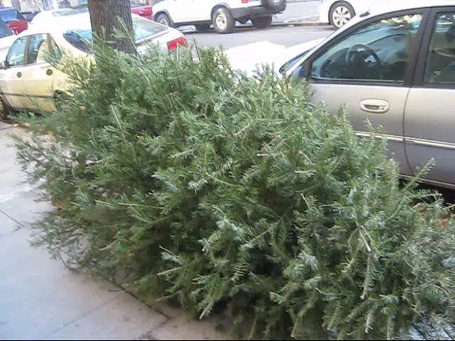 City Of Moncton Helping Divert Used Christmas Trees From The Landfill