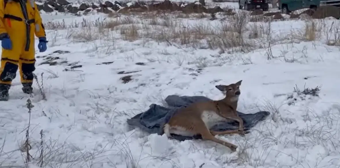Deer Rescued On the Richibucto River