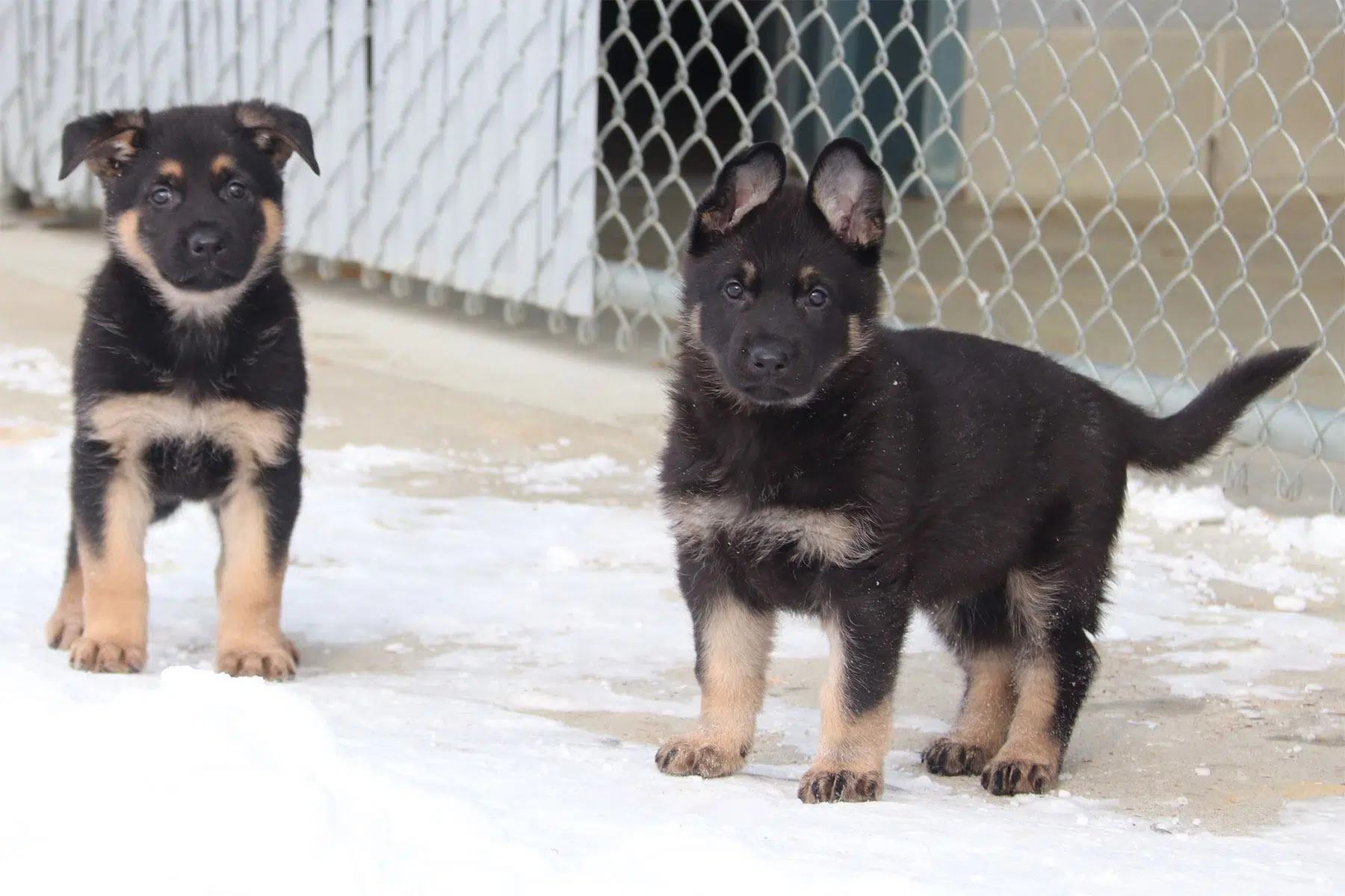 Names Needed For Newest RCMP Puppies