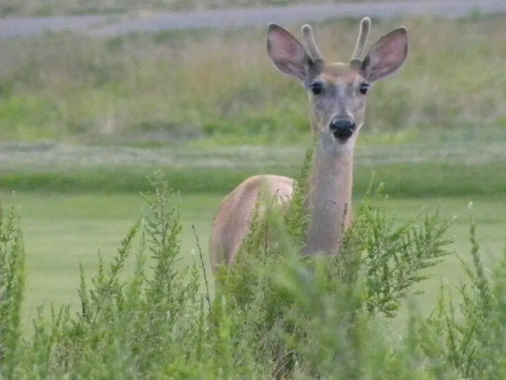 Increased Deer Sightings In Spring Not Uncommon