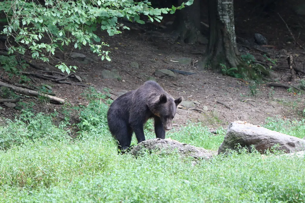 Bear Seen In Irishtown Nature Park